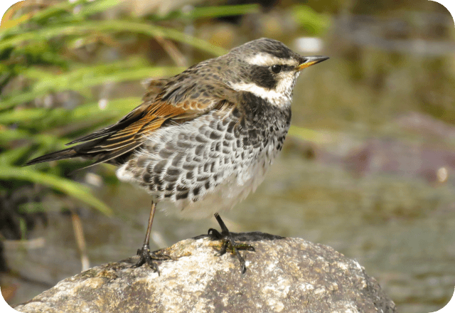 NEXT21に飛来した野鳥