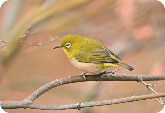 NEXT21に飛来した野鳥