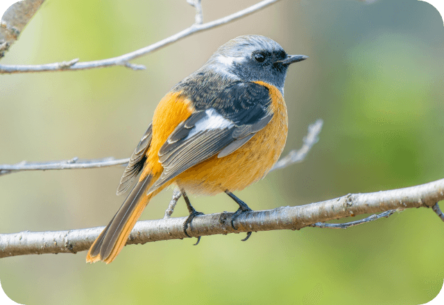 NEXT21に飛来した野鳥