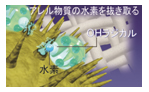 アレル物質抑制のメカニズム（イメージ図）