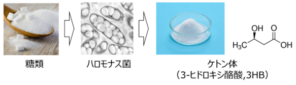 大阪ガスが独自の発酵技術で製造する3HBの生産技術