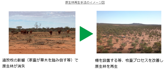 原生林再生手法のイメージ