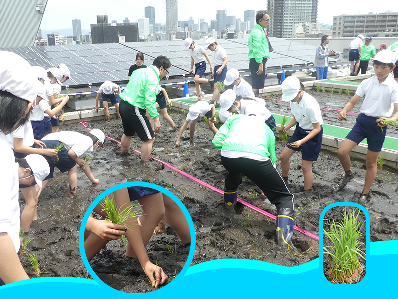 裸足で泥の中へ! 屋上で田植えに挑戦!?