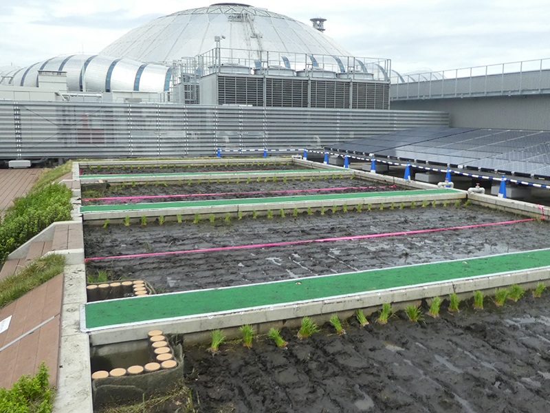 hu+gMUSEUM にある屋上水田『ハグファーム』