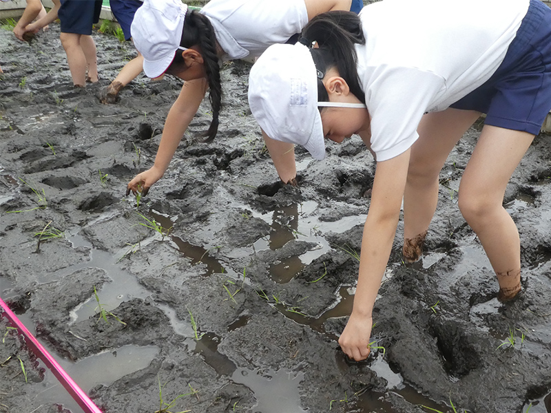 田植えの様子